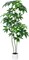Money Tree Artificial - 6 FT Tall Fake Tree with Decorative planters - Large Faux Plants Lifelike Branches & Foliage - Artificial Plants Indoor for Home Office Living Room Decor